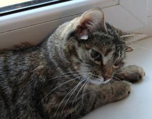 �������� ����� �� ��������